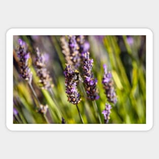 Bumblebee on lavender Sticker